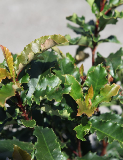 PHOTINIA serratifolia CRUNCHY - Photinia