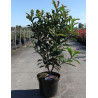 PHOTINIA serratifolia CRUNCHY - Photinia En pot de 10-12 litres buisson hauteur 080-100 cm