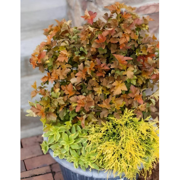 PHYSOCARPUS opulifolius AMBER JUBILÉE® - Physocarpus à feuilles d'Obier