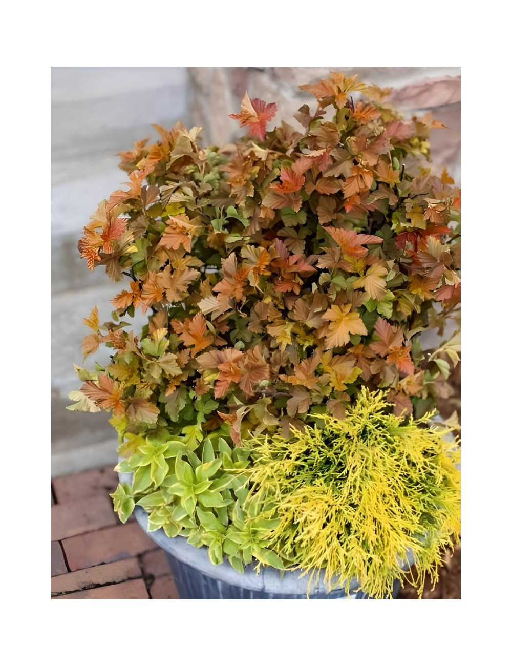 PHYSOCARPUS opulifolius AMBER JUBILÉE® - Physocarpus à feuilles d'Obier