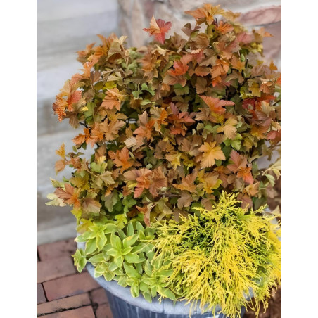 PHYSOCARPUS opulifolius AMBER JUBILÉE® - Physocarpus à feuilles d'Obier