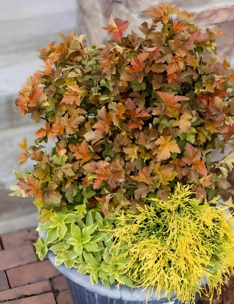 PHYSOCARPUS opulifolius AMBER JUBILÉE® - Physocarpus à feuilles d'Obier