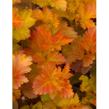 PHYSOCARPUS opulifolius AMBER JUBILÉE® - Physocarpus à feuilles d'Obier