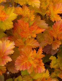 PHYSOCARPUS opulifolius AMBER JUBILÉE® - Physocarpus à feuilles d'Obier