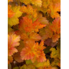 PHYSOCARPUS opulifolius AMBER JUBILÉE® - Physocarpus à feuilles d'Obier