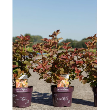 PHYSOCARPUS opulifolius AMBER JUBILÉE® - Physocarpus à feuilles d'Obier En pot de 3-4 litres buisson hauteur 040-060 cm