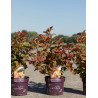 PHYSOCARPUS opulifolius AMBER JUBILÉE® - Physocarpus à feuilles d'Obier En pot de 3-4 litres buisson hauteur 040-060 cm