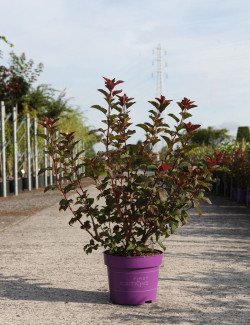 PHYSOCARPUS opulifolius AMBER JUBILÉE® - Physocarpus à feuilles d'Obier En pot de 10-12 litres buisson hauteur 060-080 cm