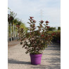 PHYSOCARPUS opulifolius AMBER JUBILÉE® - Physocarpus à feuilles d'Obier En pot de 10-12 litres buisson hauteur 060-080 cm
