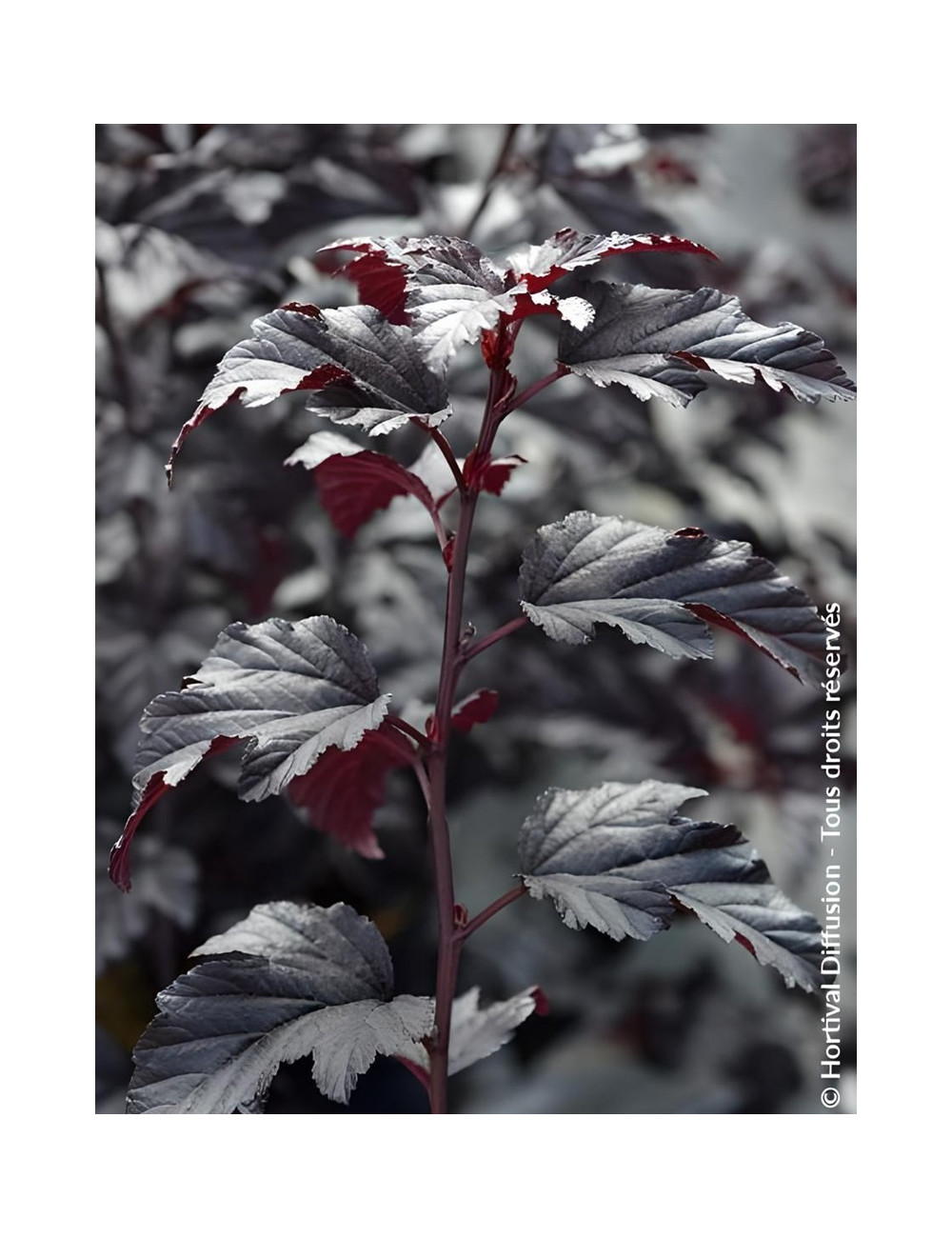 PHYSOCARPUS opulifolius BLACK LIGHT® - Physocarpus à feuilles d'Obier