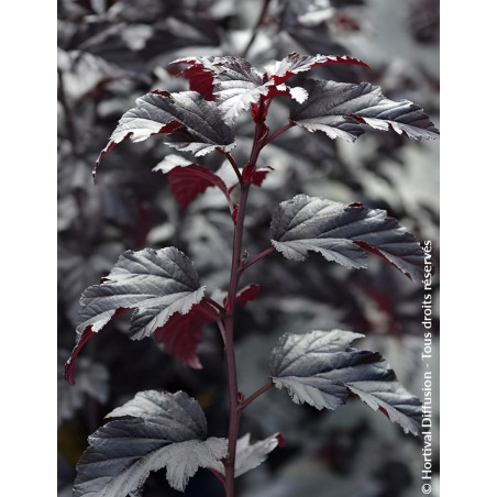 PHYSOCARPUS opulifolius BLACK LIGHT® - Physocarpus à feuilles d'Obier