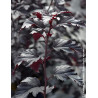 PHYSOCARPUS opulifolius BLACK LIGHT® - Physocarpus à feuilles d'Obier