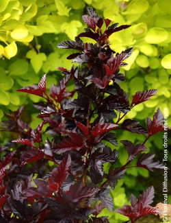 PHYSOCARPUS opulifolius BLACK LIGHT® - Physocarpus à feuilles d'Obier