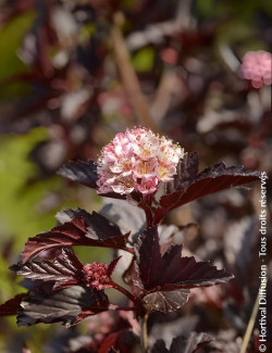 PHYSOCARPUS opulifolius BLACK LIGHT® - Physocarpus à feuilles d'Obier