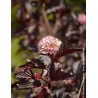 PHYSOCARPUS opulifolius BLACK LIGHT® - Physocarpus à feuilles d'Obier