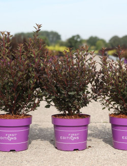 PHYSOCARPUS opulifolius LITTLE DEVIL® - Physocarpus à feuilles d'Obier En pot de 3-4 litres buisson hauteur 040-060 cm