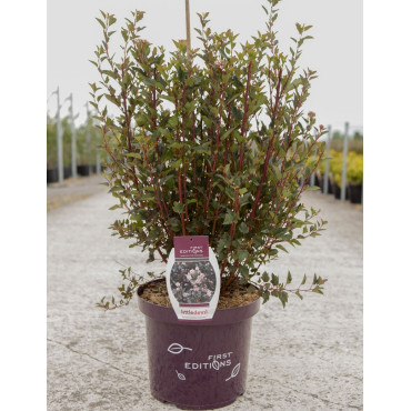 PHYSOCARPUS opulifolius LITTLE DEVIL® - Physocarpus à feuilles d'Obier En pot de 10-12 litres buisson hauteur 060-080 cm