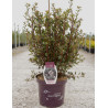 PHYSOCARPUS opulifolius LITTLE DEVIL® - Physocarpus à feuilles d'Obier En pot de 10-12 litres buisson hauteur 060-080 cm