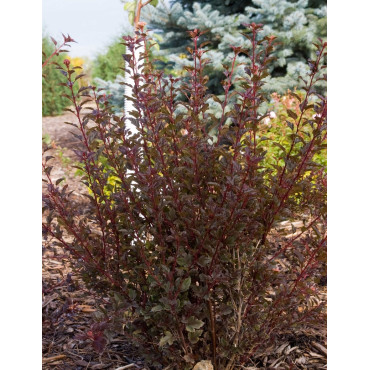 PHYSOCARPUS opulifolius LITTLE DEVIL® - Physocarpus à feuilles d'Obier