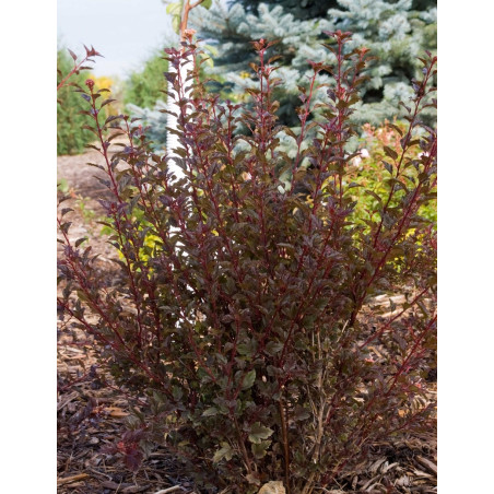 PHYSOCARPUS opulifolius LITTLE DEVIL® - Physocarpus à feuilles d'Obier