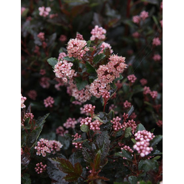 PHYSOCARPUS opulifolius LITTLE DEVIL® - Physocarpus à feuilles d'Obier