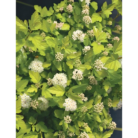 PHYSOCARPUS opulifolius TINY WINE GOLD® - Physocarpus à feuilles d'Obier