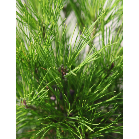 PINUS densiflora ALICE VERKADE - Pin rouge du Japon