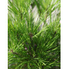 PINUS densiflora ALICE VERKADE - Pin rouge du Japon