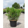 PINUS densiflora ALICE VERKADE - Pin rouge du Japon En pot de 4-5 litres