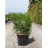 PINUS densiflora ALICE VERKADE - Pin rouge du Japon En pot de 7-10 litres hauteur 030-040 cm