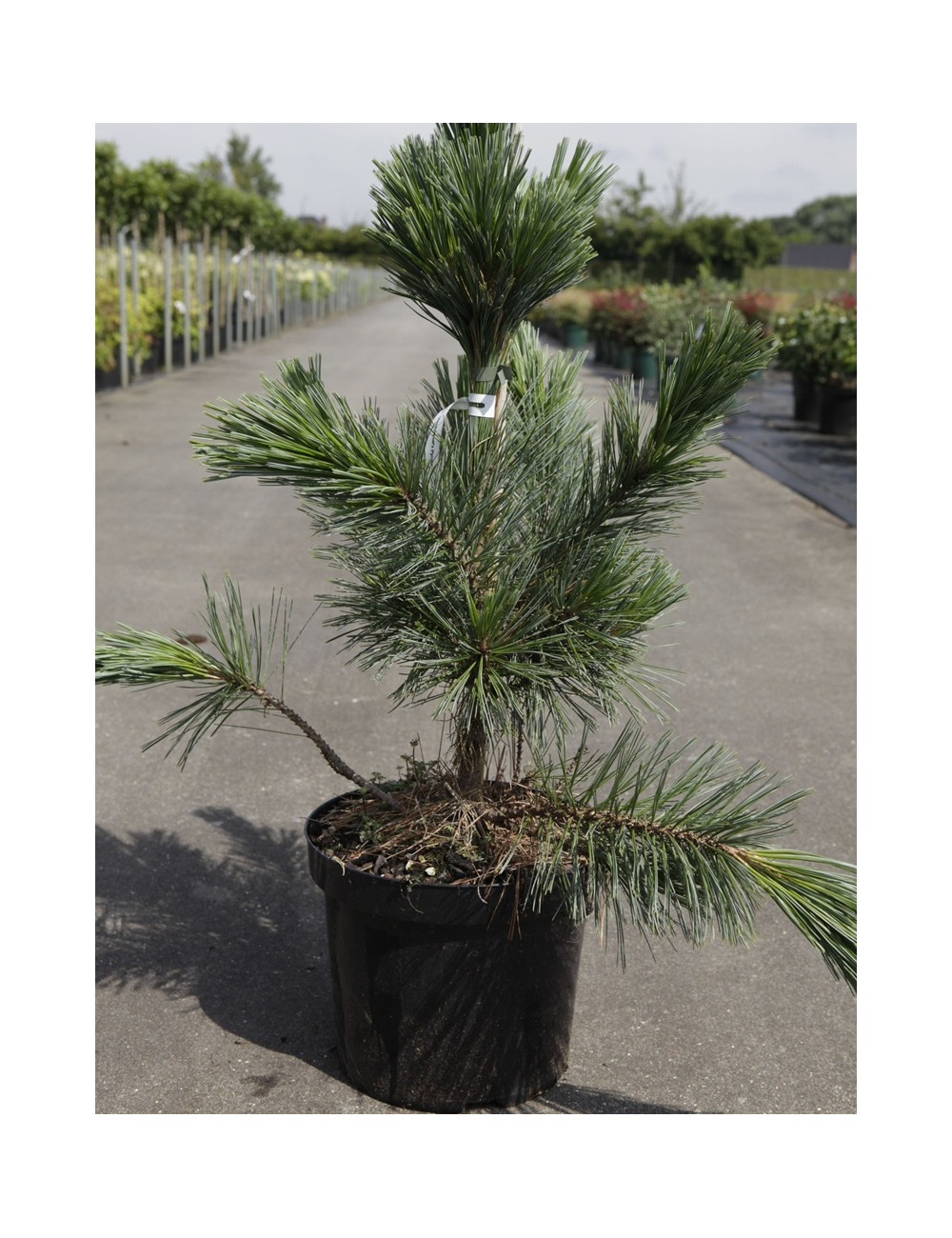PINUS flexilis VANDERWOLF'S PYRAMID - Pin flexible