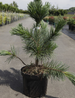 PINUS flexilis VANDERWOLF'S PYRAMID - Pin flexible