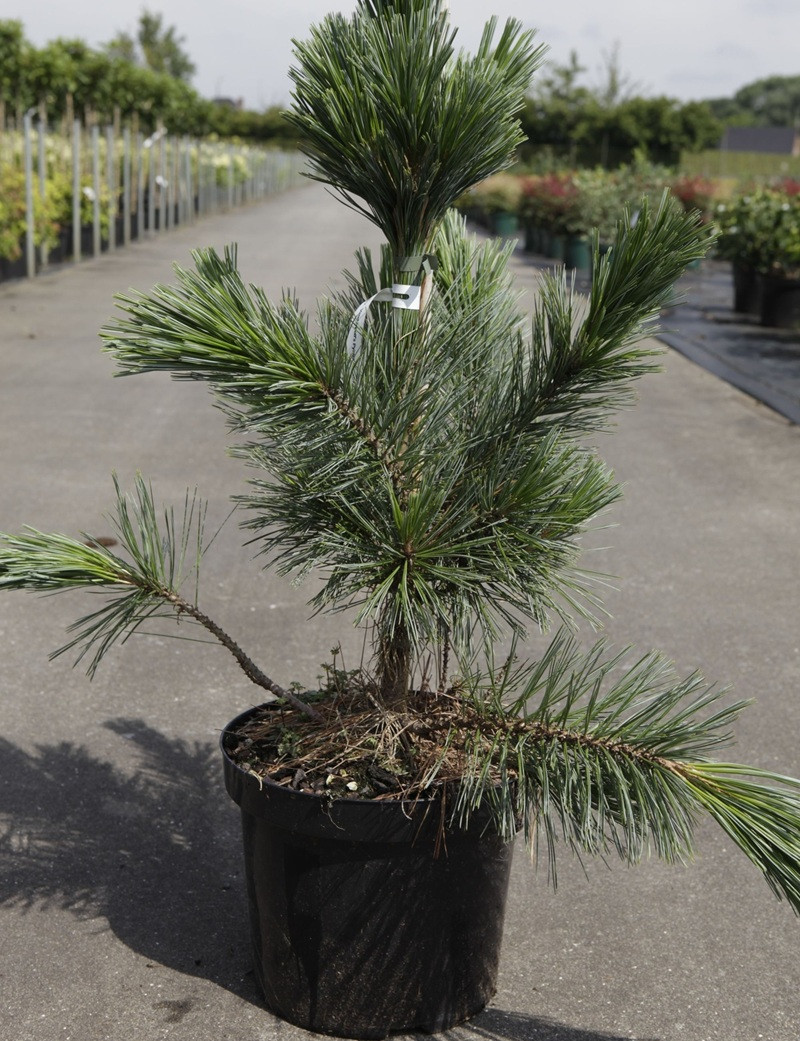 PINUS flexilis VANDERWOLF'S PYRAMID - Pin flexible