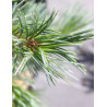 PINUS flexilis VANDERWOLF'S PYRAMID - Pin flexible