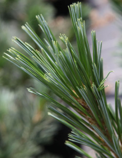 PINUS flexilis VANDERWOLF'S PYRAMID - Pin flexible