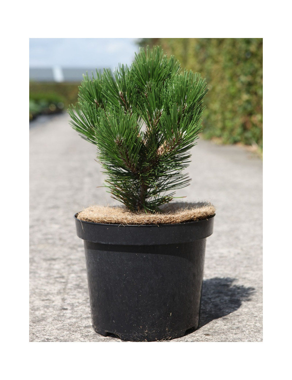 PINUS heldreichii MALINKII - Pin de Bosnie En pot de 7-10 litres hauteur 025-030 cm