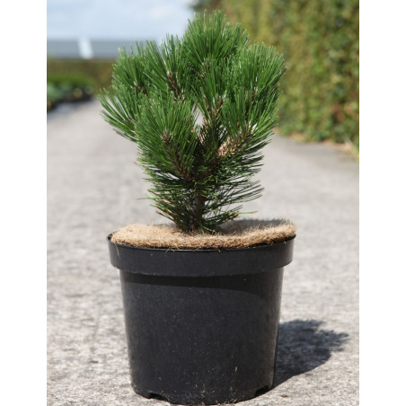 PINUS heldreichii MALINKII - Pin de Bosnie En pot de 7-10 litres hauteur 025-030 cm