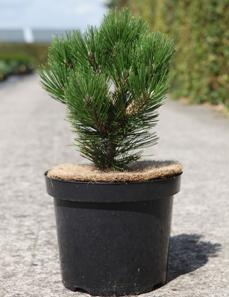 PINUS heldreichii MALINKII - Pin de Bosnie En pot de 7-10 litres hauteur 025-030 cm