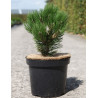 PINUS heldreichii MALINKII - Pin de Bosnie En pot de 7-10 litres hauteur 025-030 cm