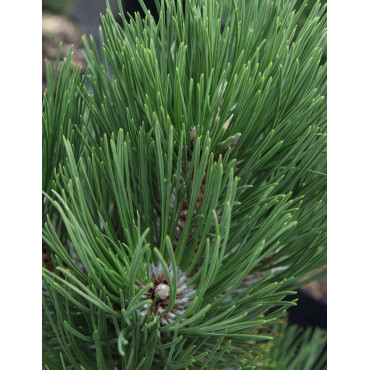 PINUS heldreichii MALINKII - Pin de Bosnie