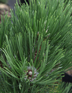 PINUS heldreichii MALINKII - Pin de Bosnie