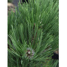 PINUS heldreichii MALINKII - Pin de Bosnie