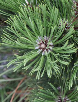 PINUS heldreichii MALINKII - Pin de Bosnie