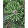 PINUS heldreichii MALINKII - Pin de Bosnie