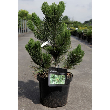PINUS heldreichii SATELLIT - Pin de Bosnie En pot de 7-10 litres hauteur 040-050 cm