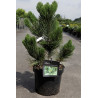 PINUS heldreichii SATELLIT - Pin de Bosnie En pot de 7-10 litres hauteur 040-050 cm