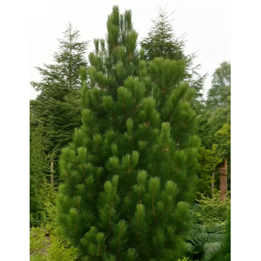 PINUS heldreichii SATELLIT - Pin de Bosnie