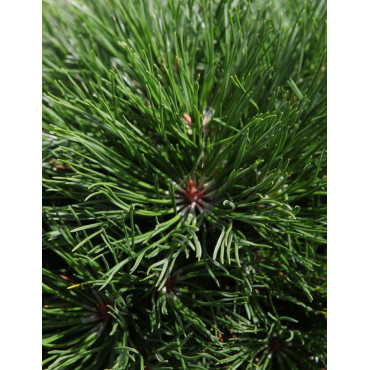 PINUS mugo VARELLA - Pin des montagnes
