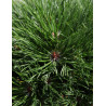 PINUS mugo VARELLA - Pin des montagnes