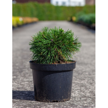 PINUS mugo VARELLA - Pin des montagnes